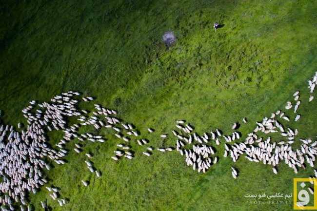 ازدحام گوسفند ها, رومانی