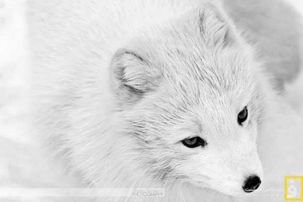 arctic_fox_portrait_1_by_jennytangen-d5wtblh