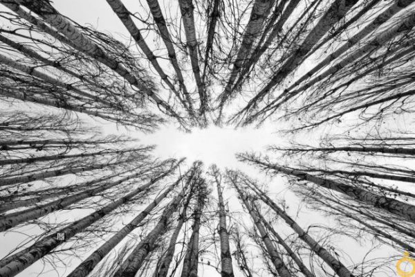عکاسی لنداسکیپ- جنگل