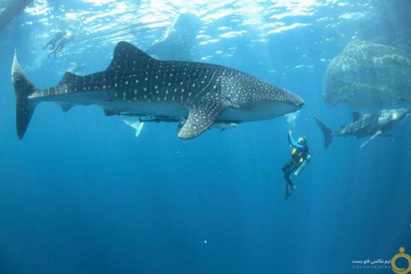 Whale-shark-and-divers